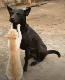 GIF