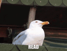 read seagull honk please read rage