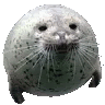 a close up of a seal with a sad look on its face on a white background .
