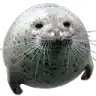a close up of a seal with a sad look on its face on a white background .