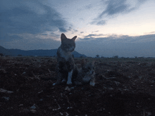 two cats sitting in a field with mountains in the background at sunset