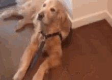 Getting Up In The Morning GIF - Dog Tired Exhausted GIFs