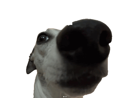 Funny Dog Sticker - Funny Dog Big Nose Stickers