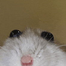 a close up of a hamster 's face with its eyes closed