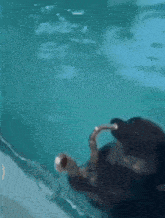 a dolphin is playing a saxophone in the ocean