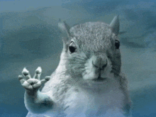 a squirrel is waving its paw at the camera while standing in front of a glass window .