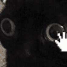 a close up of a black cat 's face with a hand pointing to it