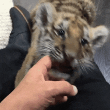 Tiger Baby Tiger GIF
