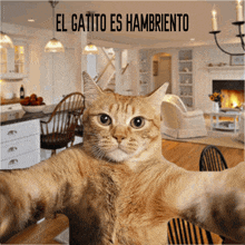 a cat taking a selfie in front of a sign that says el gatito es hambriento