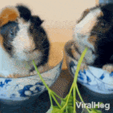 Eating Parsley Viralhog GIF - Eating Parsley Viralhog Munching GIFs