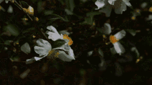Camellia Flower Camellia Extracts GIF