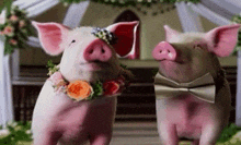 Pigs Marriage GIF - Pigs Marriage Wedding GIFs
