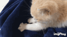 Cat Love GIF - Cat Love Kneading GIFs