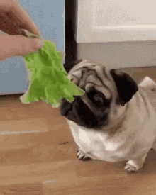 หมา กินผัก เจ GIF - Pug Vegan Vegetable GIFs