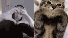 Xqcl Cat GIF - Xqcl Cat Heart GIFs