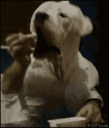 Dogs Cute Animals GIF - Dogs Cute Animals Funny Animals GIFs