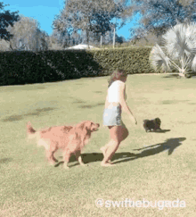 owner chasing dog