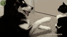 Dog Slap GIF