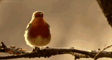 Canary Singing GIF - Canary Bird Canary Bird GIFs