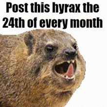 a picture of a hyrax with the words post this hyrax the 24th of every month below it