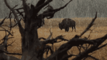 Buffalo GIF - Buffalo In The Rain GIFs