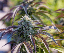a close up of a marijuana plant with purple leaves and white flowers