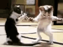 Kedicikler Dans Azranın Kedicikleri GIF - Kedicikler Dans Azranın Kedicikleri GIFs