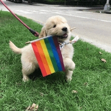 a puppy on a leash holding a small rainbow flag