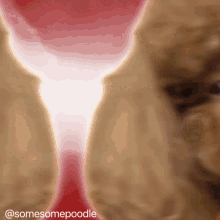 Somesomepoodle GIF - Somesomepoodle GIFs