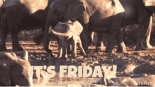 Friday Party GIF - Friday Party Baby Elephant GIFs