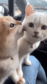 Cat Lick Cheek GIF - Cat Lick Cheek GIFs