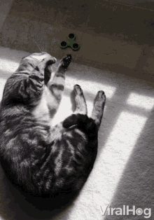 Cat Playing Fidget Spinner Viralhog GIF - Cat Playing Fidget Spinner Viralhog Cat GIFs