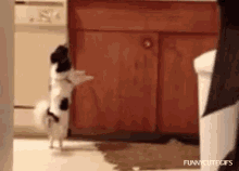 Doggy Dance Dogs GIF - Doggy Dance Dogs Funny Animals GIFs