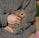 Bunny Rabbit GIF - Bunny Rabbit Baby Bunny GIFs