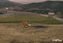 Cow Explosion GIF - Cow Explosion Nuke GIFs