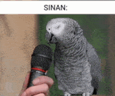 Sinan Parrot GIF