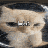 Cat Cat Meme GIF - Cat Cat Meme GIFs