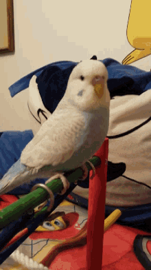 Love Bird Parakeet GIF - Love Bird Parakeet Confused GIFs