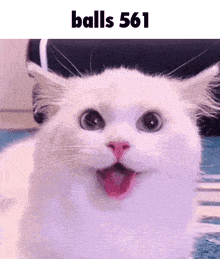 a close up of a white cat with its mouth open and the words balls 561 below it .