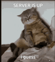 Server Is Up I Guess GIF - Server Is Up I Guess GIFs