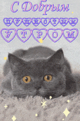 a gray cat with yellow eyes is laying on a blanket with hearts surrounding it