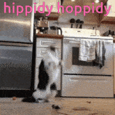 Cat Happy Dance GIF - Cat Happy Dance GIFs
