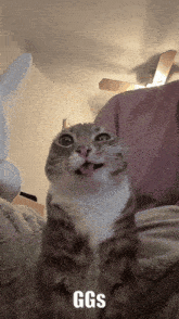 a cat with its tongue hanging out and the word ggs on the bottom