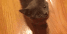 Cat GIF - Krispykreme Krispykremeeffect Munchies GIFs