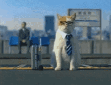 a cat wearing glasses and a tie is sitting next to a suitcase