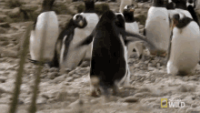 Chasing You World Penguin Day GIF