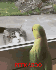 Peekaboo Parrot GIF - Peekaboo Parrot Loro GIFs