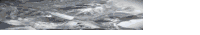 a black and white photo of a plant with a lot of leaves