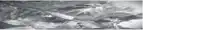 a black and white photo of a plant with a lot of leaves