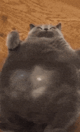 a gray cat is laying on its back on a wooden floor and a person is touching its belly .